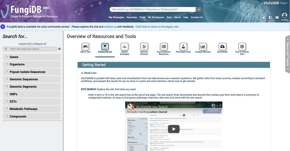 fungidb's tweet image. Did you know that FungiDB has a shiny new website beta.fungidb.org ? 😀

Explore site search, specialised searches &amp;amp; more. For navigation points &amp;amp; tutorials on how to get started, scroll through the cards in the Overview of Resources and Tools section. #fungidb #veupathdb