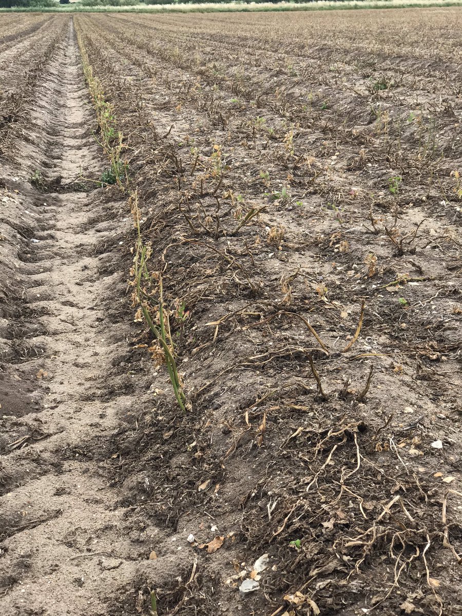 JimScarratt's tweet photo. So far topping and #spotlightplus going to plan. It waits to be seen what we will do with fathen if it regrows....#watchthisspace @Blackthorncox Maincrops will be the tester #topagronomistcoxy #marispeer https://t.co/y8pLNmFISn