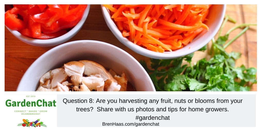 Question 8: Are you harvesting any fruit, nuts, or blooms from your trees?  Share with us photos and tips for home growers. #gardenchat