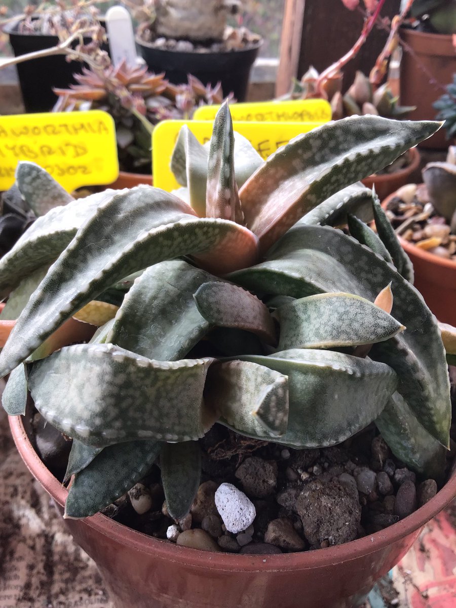 CactusSucculent's tweet photo. One of my favourite Gasterias. This is G. vlokii clumping up nicely! #BCSS #KirkstoneBotanica #CactusSucculent #Aloefamily #KirkstoneGasterias #GasteriaCollection https://t.co/R40Z8l3VdV