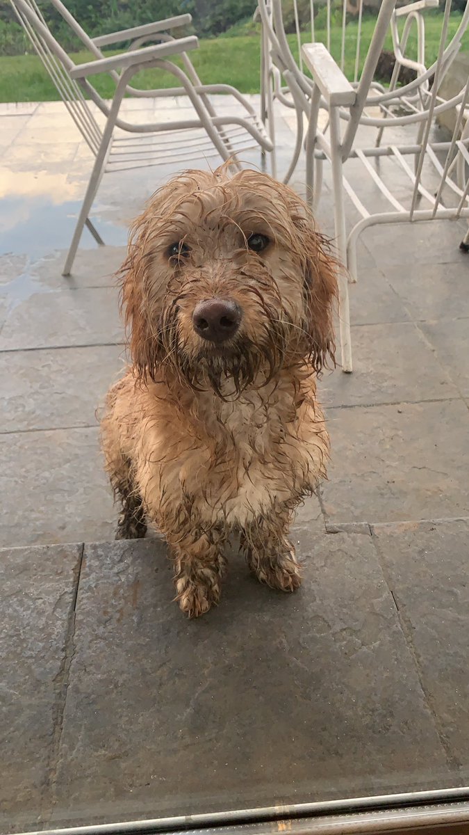 Adopte un perro... #cooper