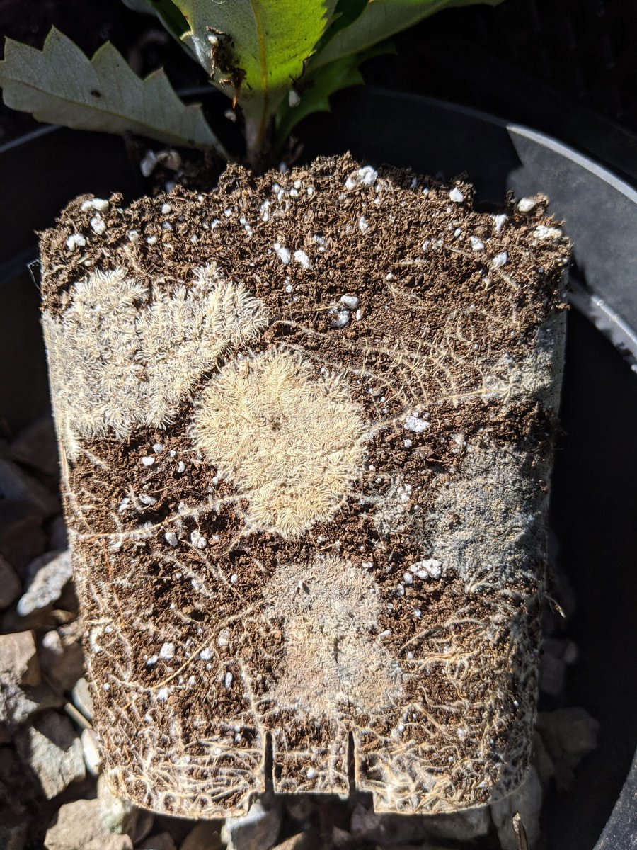 GardeningSaul's tweet photo. Spend a wonderfully sunny day repotting part of my #Proteaceae collection. Many of them have specialised root modifications called #rhizoids, that help them in their naturally phosphate-poor soils in the wild. It is important to repot them in similarly acidic, phosphate-free mix! https://t.co/N86JeJyckj