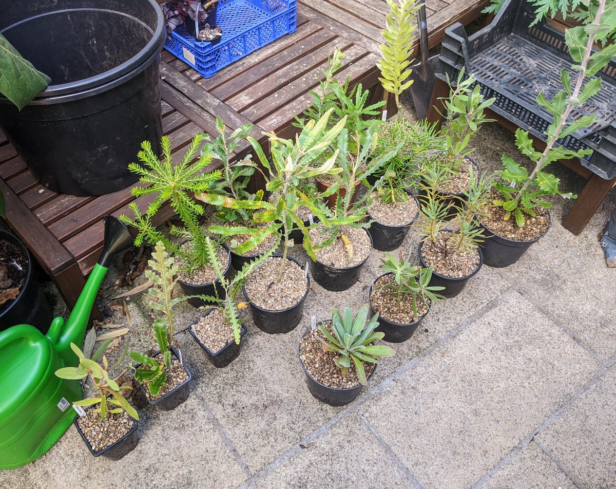 GardeningSaul's tweet photo. Spend a wonderfully sunny day repotting part of my #Proteaceae collection. Many of them have specialised root modifications called #rhizoids, that help them in their naturally phosphate-poor soils in the wild. It is important to repot them in similarly acidic, phosphate-free mix! https://t.co/N86JeJyckj