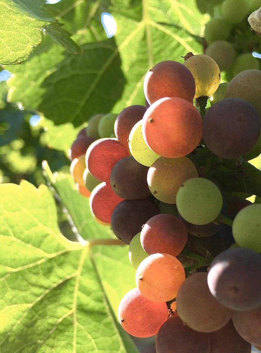 Check out that color! #Veraison coming along nicely on our #towerblock. Hard to believe #harvest is around the corner... #timeflies #futurewine #clone37 #pinotnoir #estate #vintage2020 #sustainablefarming #winecountry #russianrivervalley #beautifulcluster