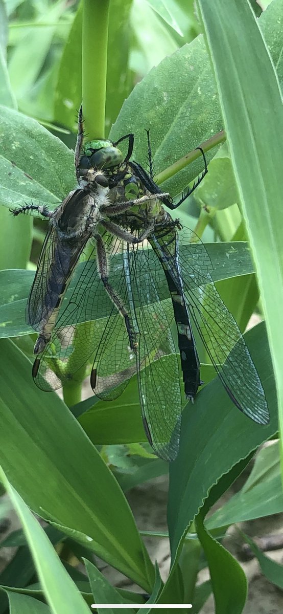 acatchot's tweet photo. I love dragon flys, great predators. I see this a lot though and the dragon flys are no match for the Robber flys. https://t.co/CEOJ8vS6de