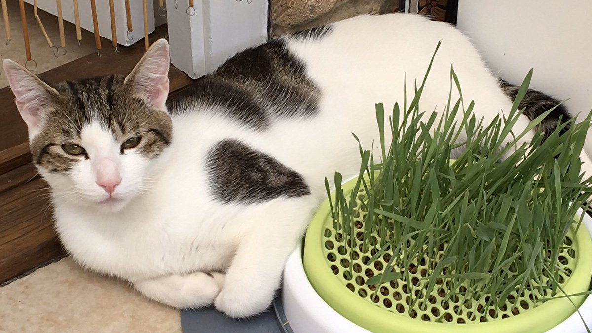 Mathematicats's tweet image. Bertie is NOT getting a nibble of MY cat grass! 😼🌿😹

#CatsOnTwitter #CatsOfTheQuarantine