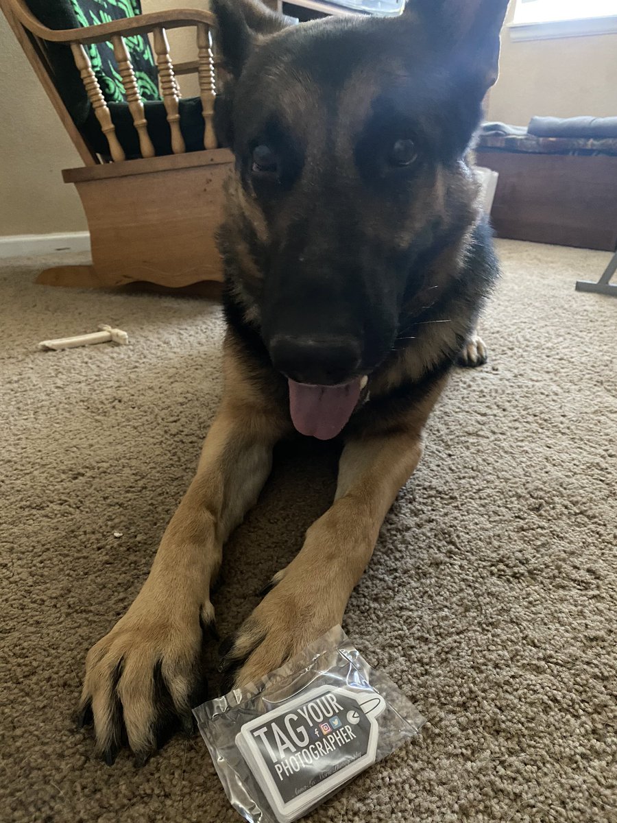 annalee__marie's tweet photo. These stickers just came in today! The dogs hoped that they were treats, but nonetheless the pups want to remind you to #TagYourPhotographer and that #PhotoCreditIsNotAnOption.
#RespectPhotographers https://t.co/ALkA4xDyun