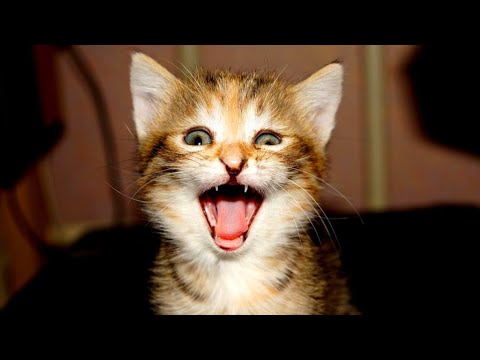 MeowMoeDotCom's tweet photo. Cat-Meowing Cats Meow Meow Funny Cute Little ...
#Cats #Cat #Kittens #Kitten #Kitty #Pets #Pet #Meow #Moe #CuteCats #CuteCat #CuteKittens #CuteKitten #MeowMoe #CatFunny #CatMeowingVideos #CatVideo #CatVoiceVideos #CatsVideos #ComedyCat
https://t.co/krrpeL8epw https://t.co/JuuCxOzMau