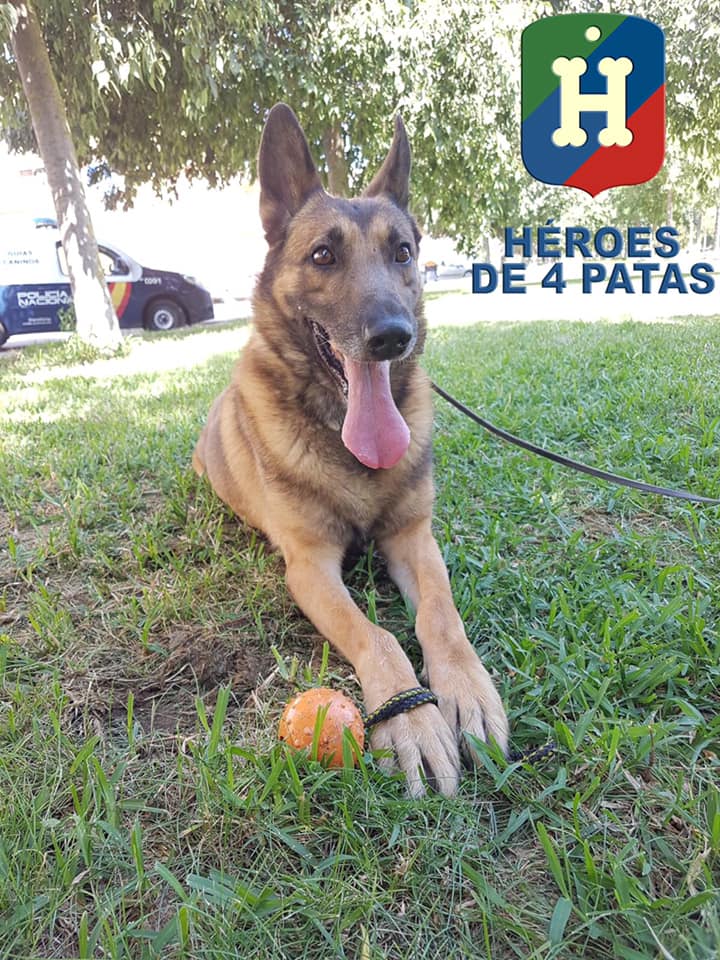 policia's tweet photo. ADAM está deseando poder contar contigo 🐶. Este precioso #PastorBelgaMalinois se jubila tras 9 años de servicio. 

Le encantan los adultos, los niños y los perros de ambos sexos. 👶👧👨‍🦰👩

¡No lo dudes, #ADOPTA! 👇
https://t.co/DWR186MKcD https://t.co/j0BpZk15hi