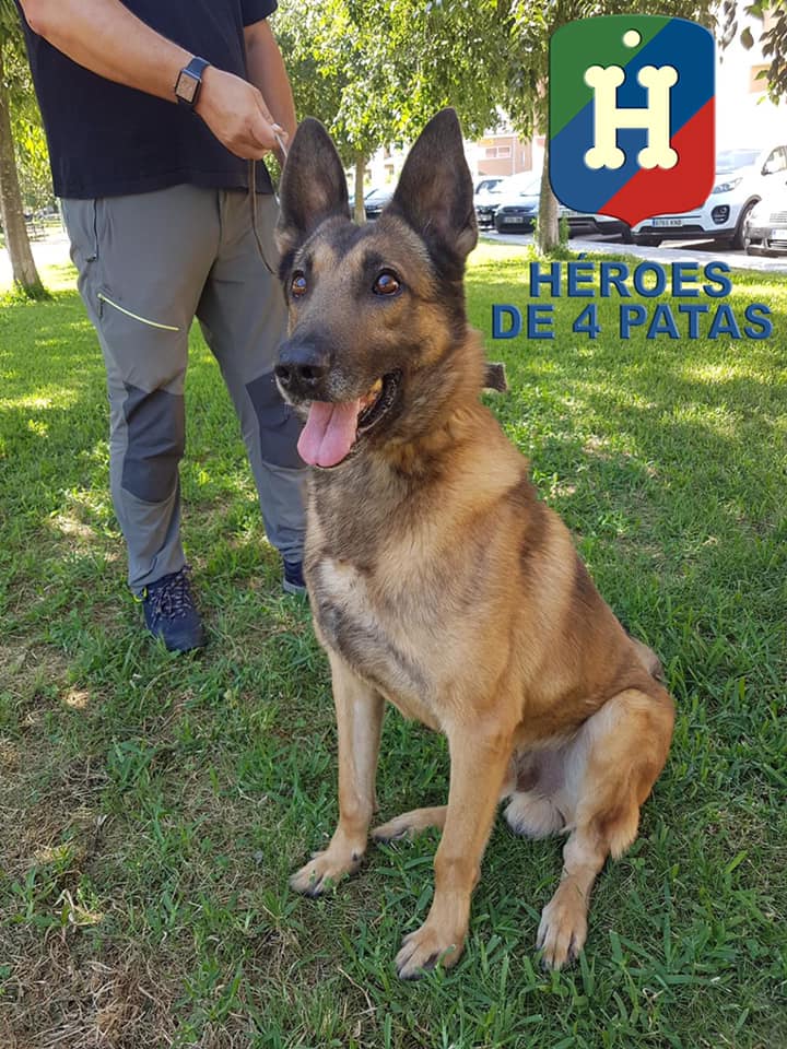 policia's tweet photo. ADAM está deseando poder contar contigo 🐶. Este precioso #PastorBelgaMalinois se jubila tras 9 años de servicio. 

Le encantan los adultos, los niños y los perros de ambos sexos. 👶👧👨‍🦰👩

¡No lo dudes, #ADOPTA! 👇
https://t.co/DWR186MKcD https://t.co/j0BpZk15hi