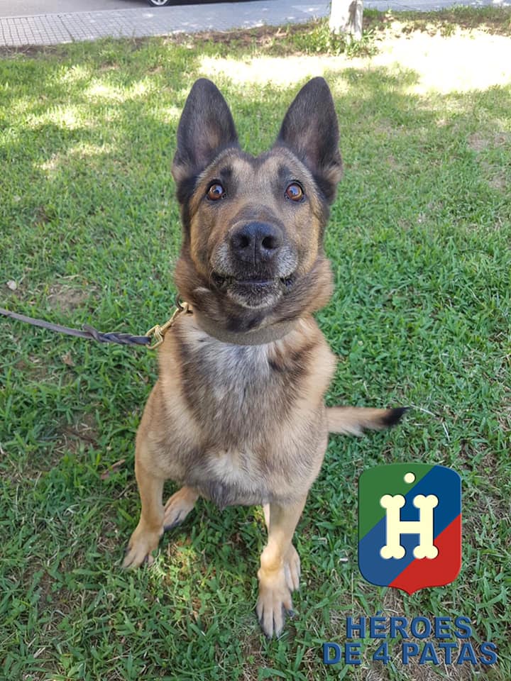 policia's tweet photo. ADAM está deseando poder contar contigo 🐶. Este precioso #PastorBelgaMalinois se jubila tras 9 años de servicio. 

Le encantan los adultos, los niños y los perros de ambos sexos. 👶👧👨‍🦰👩

¡No lo dudes, #ADOPTA! 👇
https://t.co/DWR186MKcD https://t.co/j0BpZk15hi