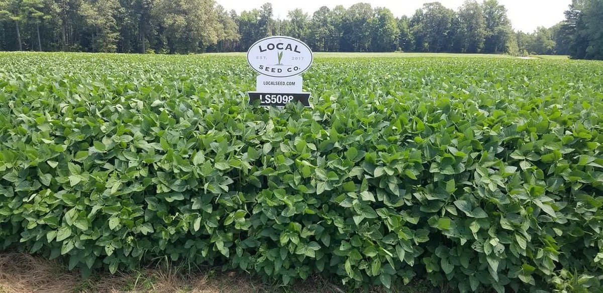 RevereSeed's tweet photo. #CropCheck
"Local Seed Co. LS5098E3 Soybeans in Drewryville, VA today. The grower told me how tall they were but didn't believe it till I saw them. Planted May 12th and no decent rain in a few weeks!" - Local Seedsman James Rogers
#localseedco #PlantLocal #GrowLocal #Beans #LSC https://t.co/SGFnzSJBPK