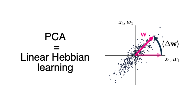 You probably heard of principal component analysis (PCA) as a powerful tool for dimensionality reduction, but did you know that neurons might perform PCA via Hebbian plasticity? (1/6)