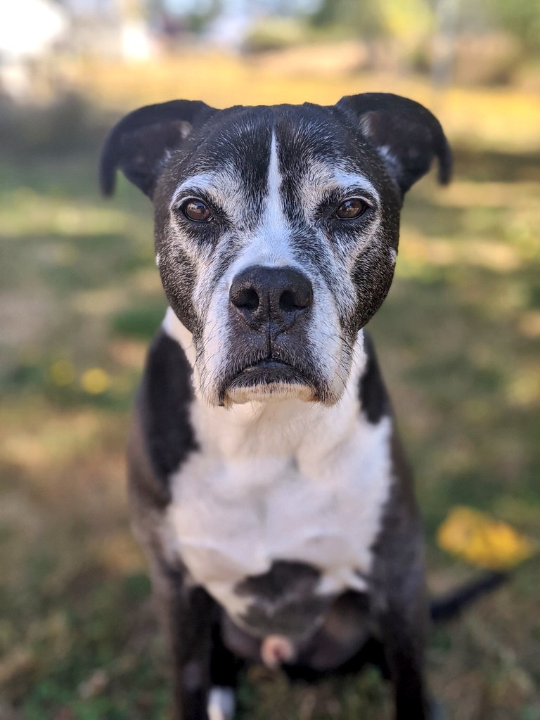 miss_sparkles11's tweet photo. Logan says have a good Monday!! #GoodBoy #BoxerPitty https://t.co/PznCVnw6AZ