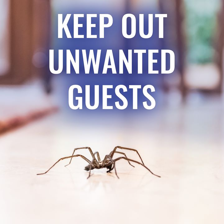 You may be ready for visitors, but we doubt these guys are what you had in mind. Get solutions to protect your home from a variety of insect invaders at terro.com