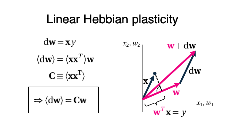 Now lets update our weights according to a Hebbian rule, i.e., the synaptic change ’dw’ is proportional to the product of pre- and post-synaptic activity. Then, the expected change ‘<dw>’ depends on the input covariance matrix ‘C’. (3/6)