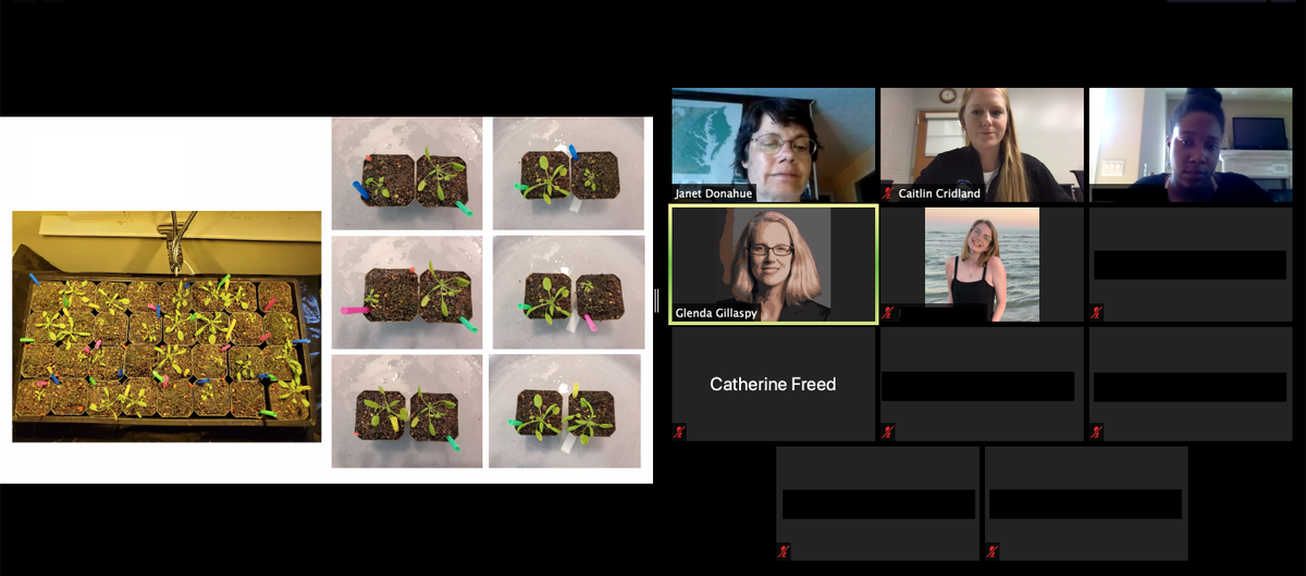 SecuringOurFood's tweet photo. Students presented project updates (including interesting plant phenotypes👀🌱) for their last Monday group meeting of the summer 🌞🧑‍🔬 Next week, #PlantBio20! 🌱 

@ASPB #VTREEL #VirtualVTREEL #SecuringOurFood #REEU #REU https://t.co/eBMgeGhlDz