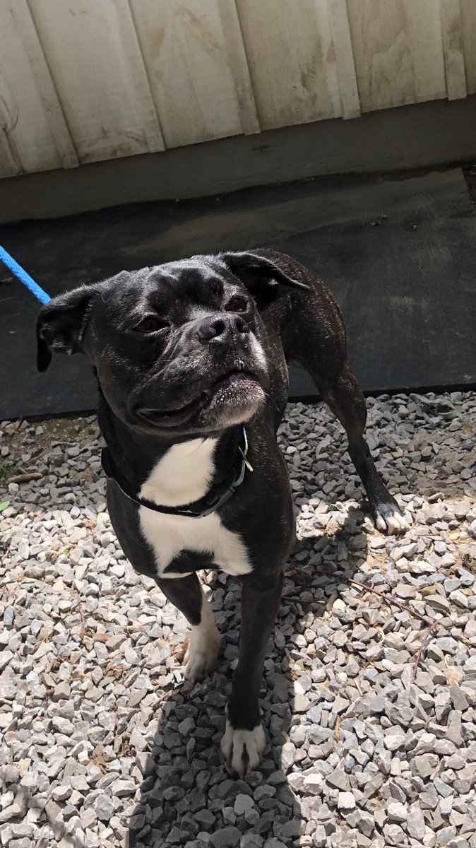springwatertwp's tweet image. DOG FOUND: Male, boxer cross was recently picked up on Amelia Street in Elmvale. If he belongs to you please call 905-729-0915.