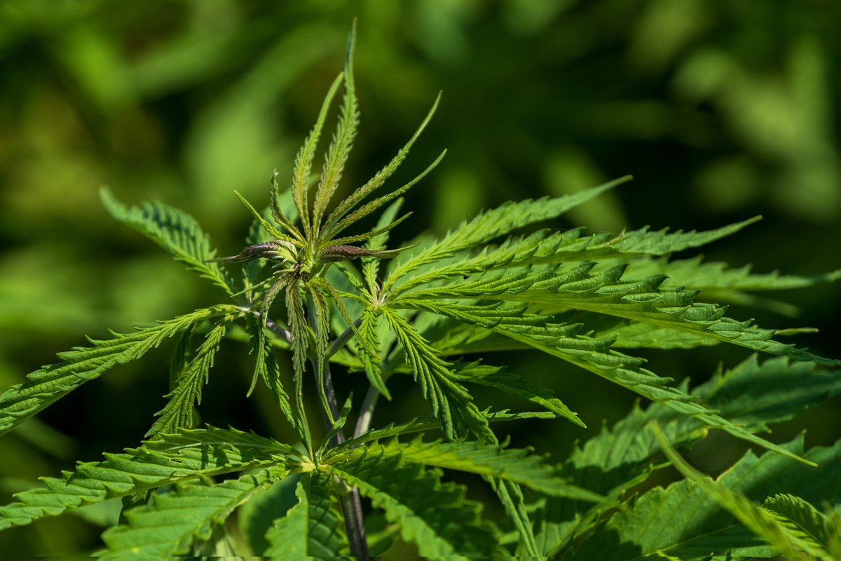 カンちん Cc9y0 Twitter カンちん Cc9y0 Twitter