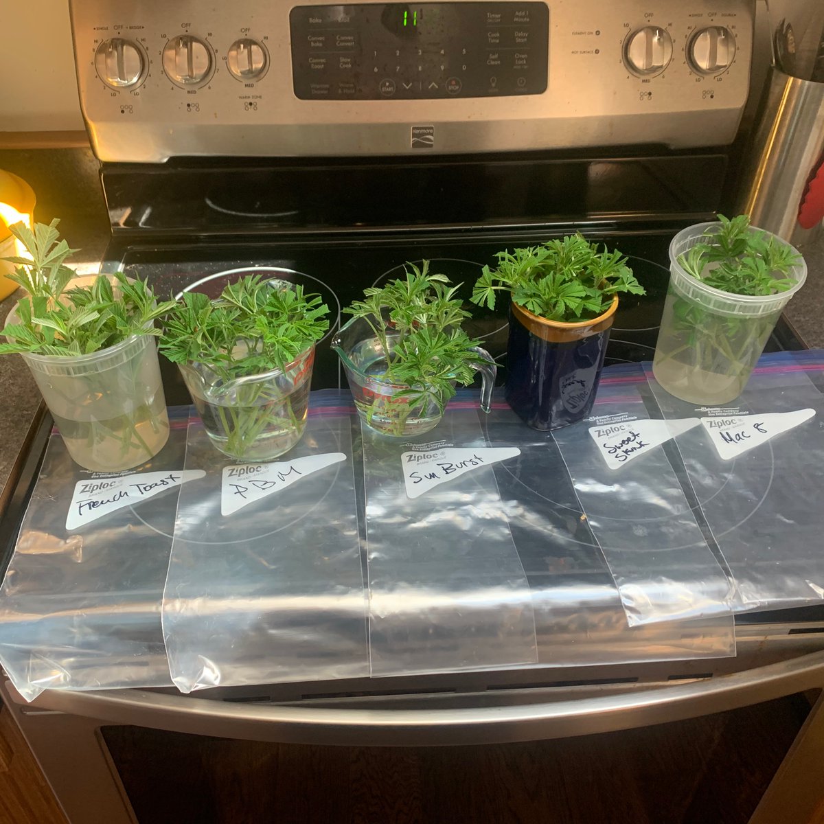 I like to do all the trimming at one time, up to a point. We’re making backups of genetics being tested here, so we just need a couple to survive. Otherwise I cut enough to root a tray.The cuttings can sit overnight in containers, these were cut last night, but trimmed today