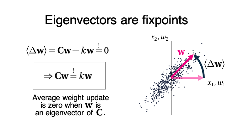 After repeating this update for multiple data points 'x', the weight vector settles into a fixpoint, i.e., a vector for which the average change is zero. Then the weight vector is equal to an eigenvector of the covariance matrix 'C', i.e., a (the first) principal component. (5/6)
