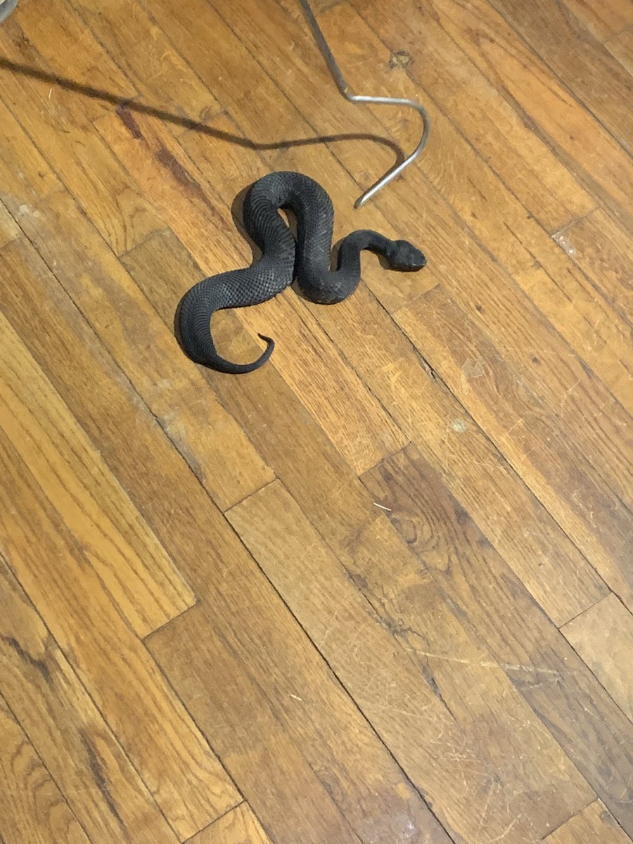 BurroughsJakeb's tweet photo. Just a few animals I got to work with yesterday! #venomous #cobra #gaboon #cottonmouth #timberattler https://t.co/OOQC78aW5l