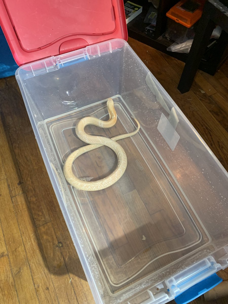 BurroughsJakeb's tweet photo. Just a few animals I got to work with yesterday! #venomous #cobra #gaboon #cottonmouth #timberattler https://t.co/OOQC78aW5l