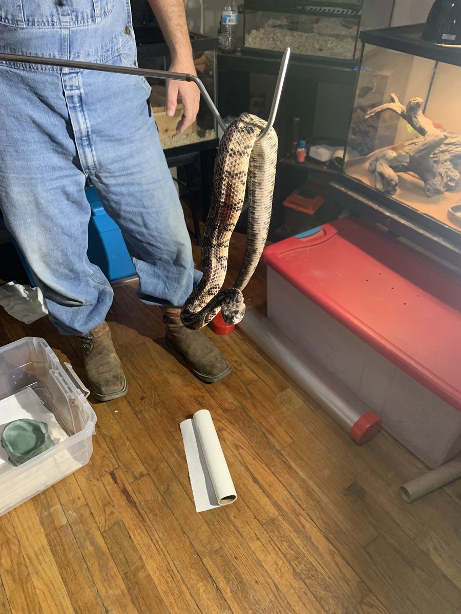 BurroughsJakeb's tweet photo. Just a few animals I got to work with yesterday! #venomous #cobra #gaboon #cottonmouth #timberattler https://t.co/OOQC78aW5l