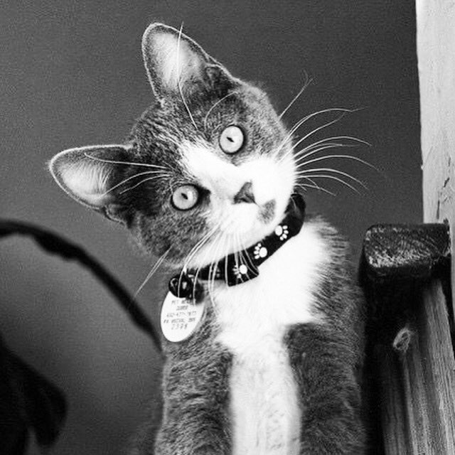ModMonkeyDesign's tweet photo. Here we go again! 🙂

#MotivationMonday #MondayMotivation #cat #cats #CatsOfTwitter #blackandwhitephotography #Smile #MotivationalMonday #MondayVibes #mondays #mondayinspiration #mondayfunday #mondaymorningmotivation https://t.co/vK14kWWjx2