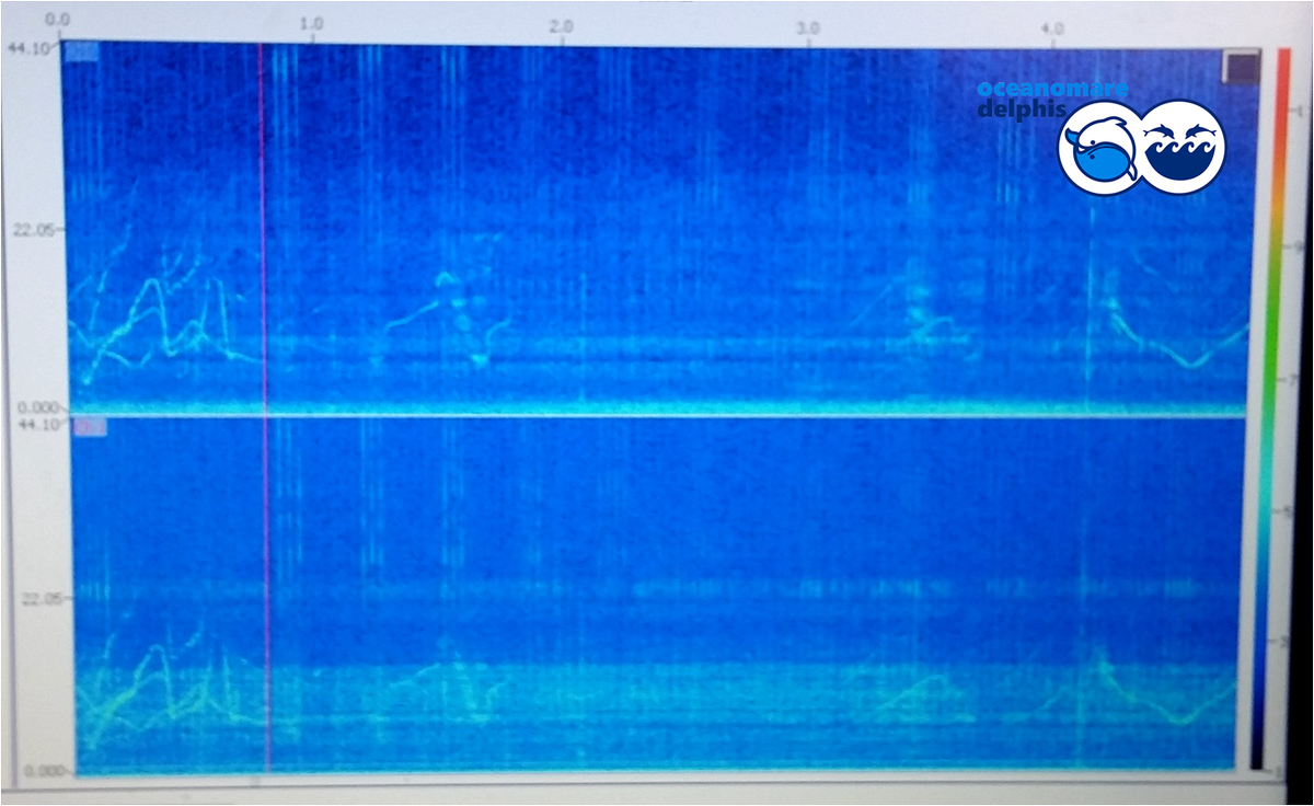OD_onlus's tweet photo. Cetaceans have a highly developed sound repertoire that they use for several things. We are able to record them with hydrophone (water microphones) and see the sound represented on a spectrogram like this one!

The white lines are whistles from a dolphin! https://t.co/xsq7hEc59d