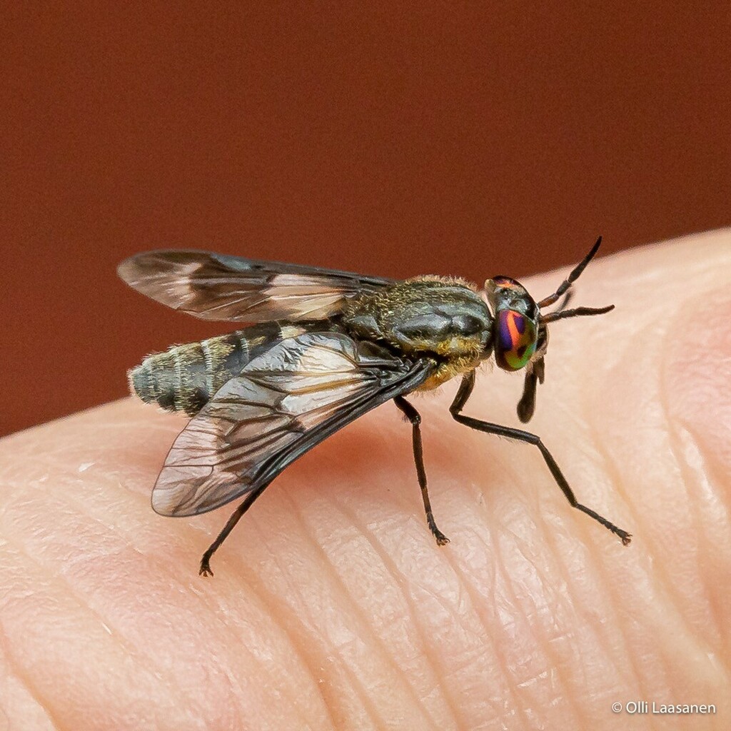 OlliLaasanen's tweet photo. This Splayed Deer Fly was kind enough to pose on my finger a few seconds for my 100 mm macro & full set of extension tubes. Did not bite.
Pihasokkopaarma oli sopivan rauhallinen malli makrokuvaukselle.
.
.
#macrophotography #deerfly #paarma #insectphotogโฆ https://t.co/ktqbaSPG9f https://t.co/DPopDvVJDm