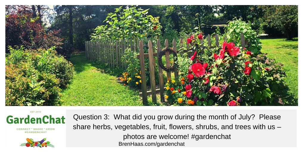 Question 3:  What did you grow during the month of July?  Please share herbs, vegetables, fruit, flowers, shrubs, and trees with us – photos are welcome! #gardenchat