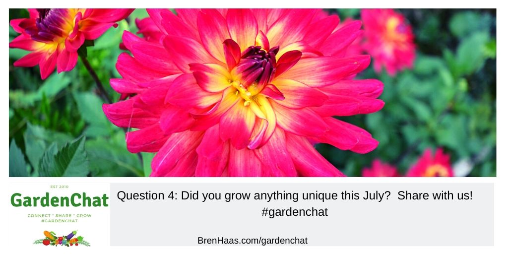 Question 4: Did you grow anything unique this July?  Share with us! #gardenchat ( dahlia in photo by @brenhaas )