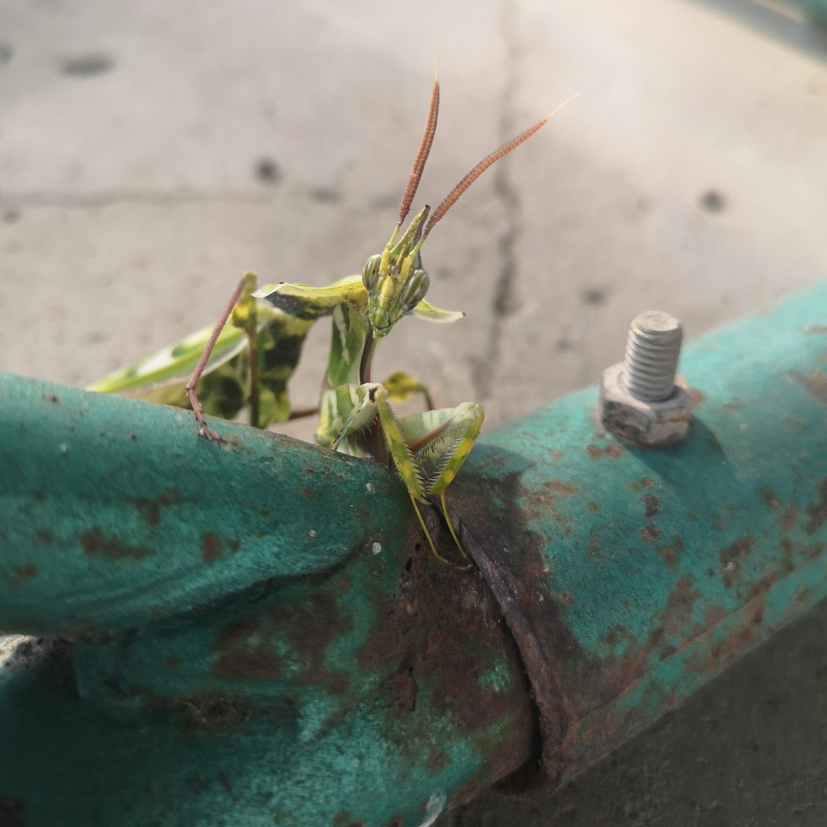 Today's edition of my occasional series - slightly menacing looking creatures we share the compound with.