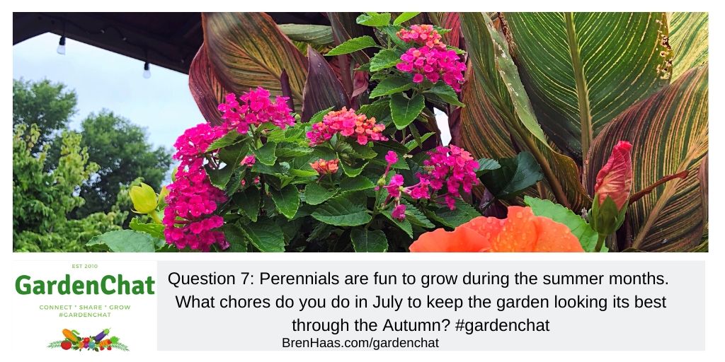 Question 7: Perennials are fun to grow during the summer months.  What chores do you do in July to keep the garden looking its best through the Autumn? #gardenchat