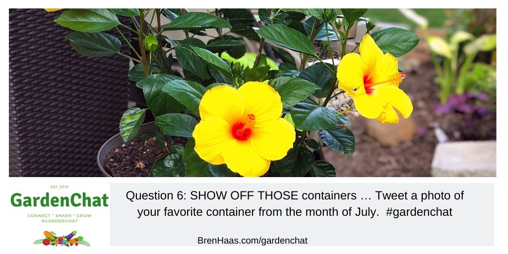 Question 6: SHOW OFF THOSE containers … Tweet a photo of your favorite container from the month of July.  #gardenchat