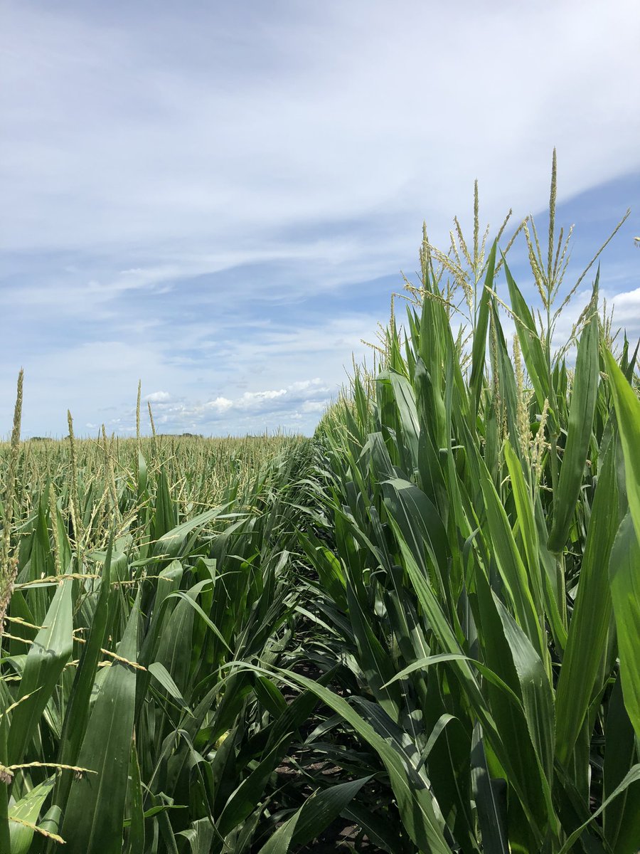 NWILTDR's tweet image. The #ShortCorn at Roanoke is now about 18” shorter than the neighboring commercial hybrid.  As you can imagine, it is far more accessible for mid and late-season management.