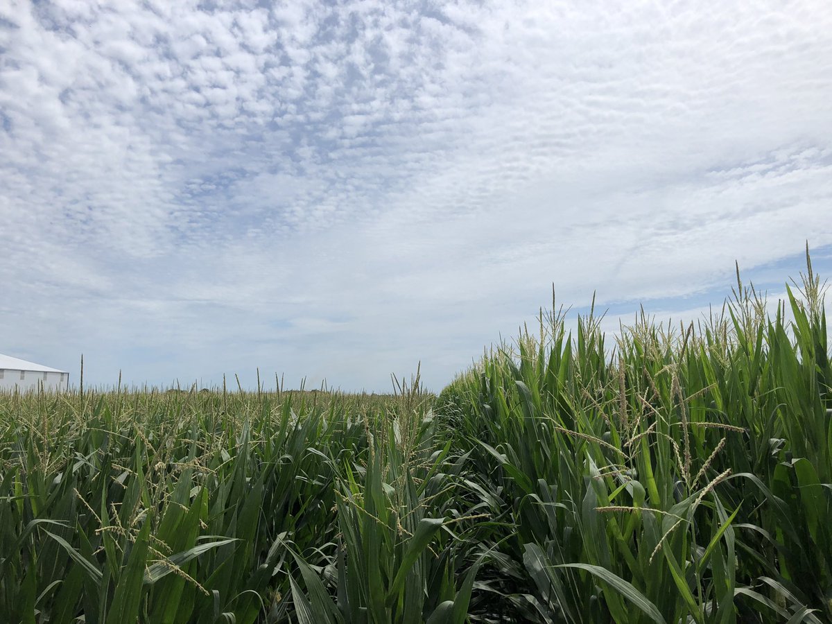 NWILTDR's tweet image. The #ShortCorn at Roanoke is now about 18” shorter than the neighboring commercial hybrid.  As you can imagine, it is far more accessible for mid and late-season management.