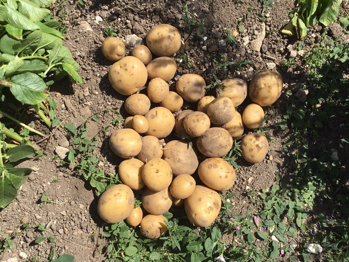 BeaufortEng's tweet photo. Some of our students planted potatoes over Easter in the school garden and today they dug up their spoils to take home!  🥔  #potatoes #Homegrown https://t.co/dNWD8aWTd5