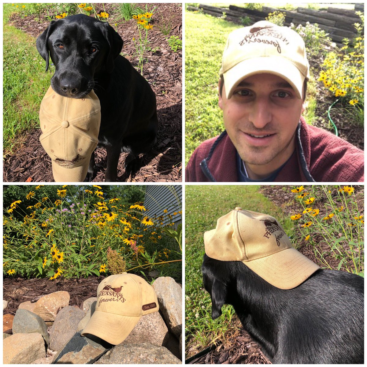 SStipetich715's tweet photo. Are you taking your favorite @pheasants4ever @quail4ever hat to town or is it better left in the truck?  Mine is better left in the truck!  #farmhat #townhat #hat #labradorretriever #huntindog https://t.co/0fdLqQshyh