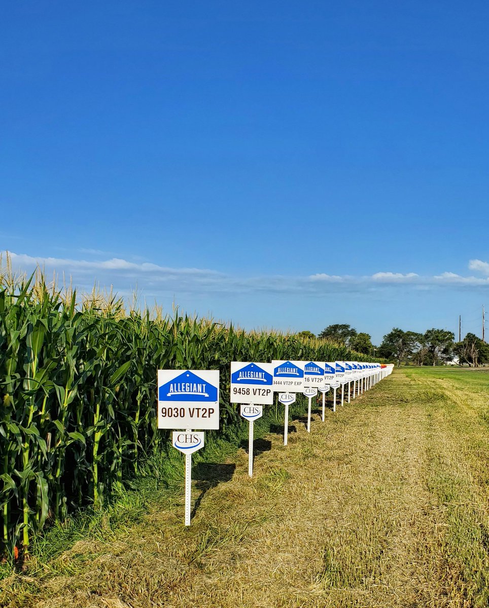 Lindsey Berg tweet media