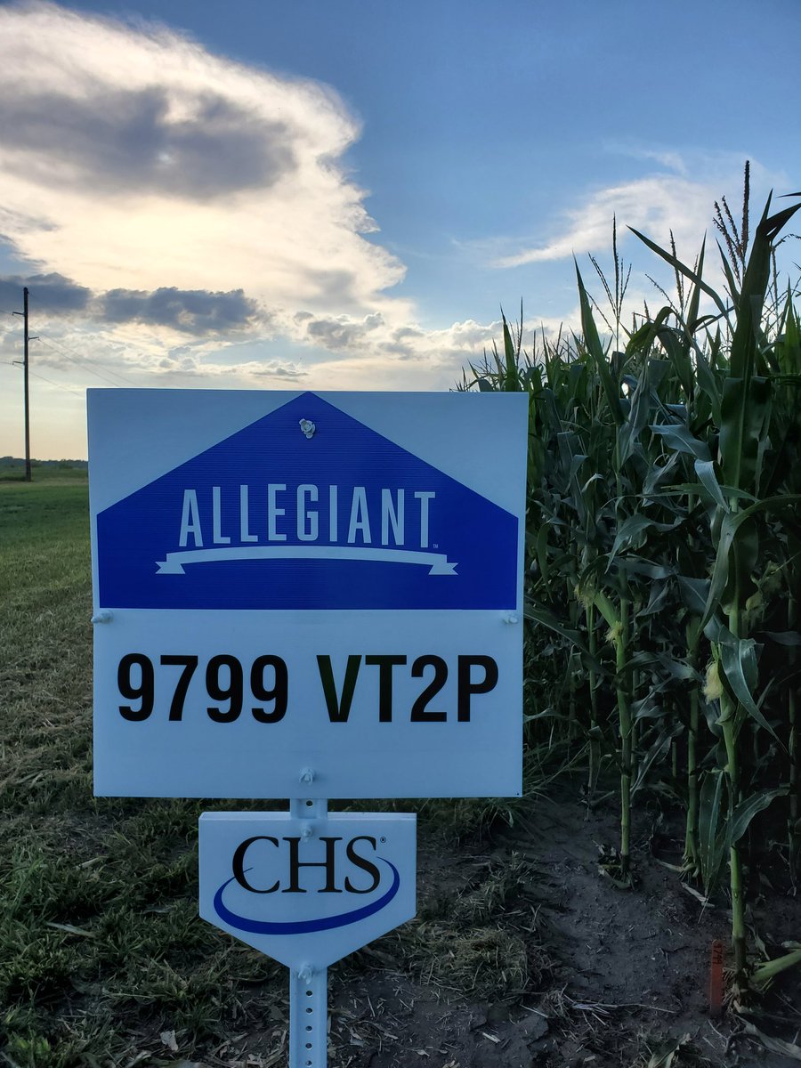 Lindsey Berg tweet media