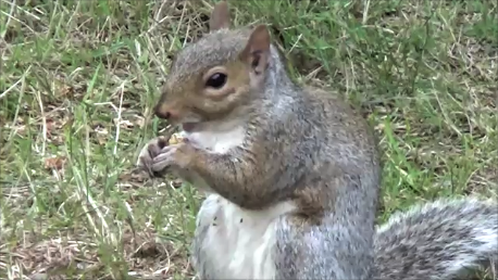 Nibbler & Chippy tweet media