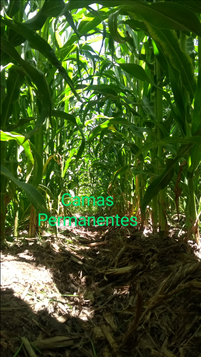 SpiigaSc's tweet photo. Desarrollo del cultivo de maíz en diferentes labranzas y rotación, 4 de los 5 tramientos evaluados en la plataforma Epitacio Huerta Michoacán. #LaAgriculturaSigue https://t.co/QOZ74tPb9X