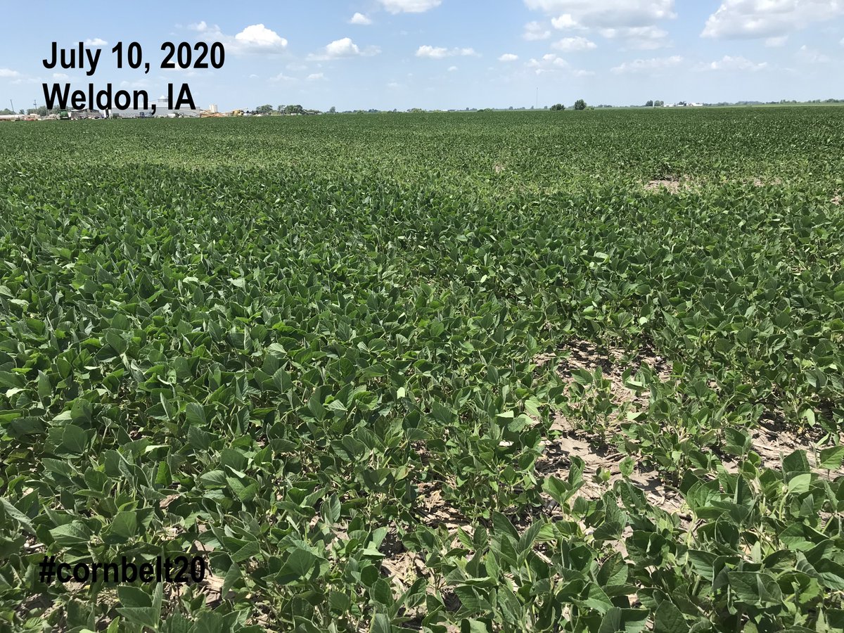 FarmsMarketing's tweet photo. Day 15 Day 2 out of 3 days Jul 10, 20 #cornbelt20 in IA. We traveled S into Iowa to Lineville before heading N to Bloomfield to Cedar Rapids. South east/west dry with short #soybeans, #corn leaves curling & pineapple corn. The drought was taking its toll! Thank You @genesisaglife https://t.co/xo65M8vlyK