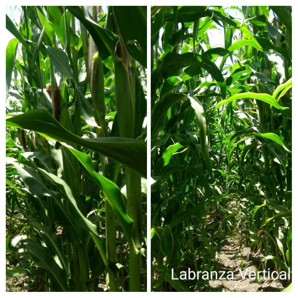 SpiigaSc's tweet photo. Desarrollo del cultivo de maíz en diferentes labranzas y rotación, 4 de los 5 tramientos evaluados en la plataforma Epitacio Huerta Michoacán. #LaAgriculturaSigue https://t.co/QOZ74tPb9X