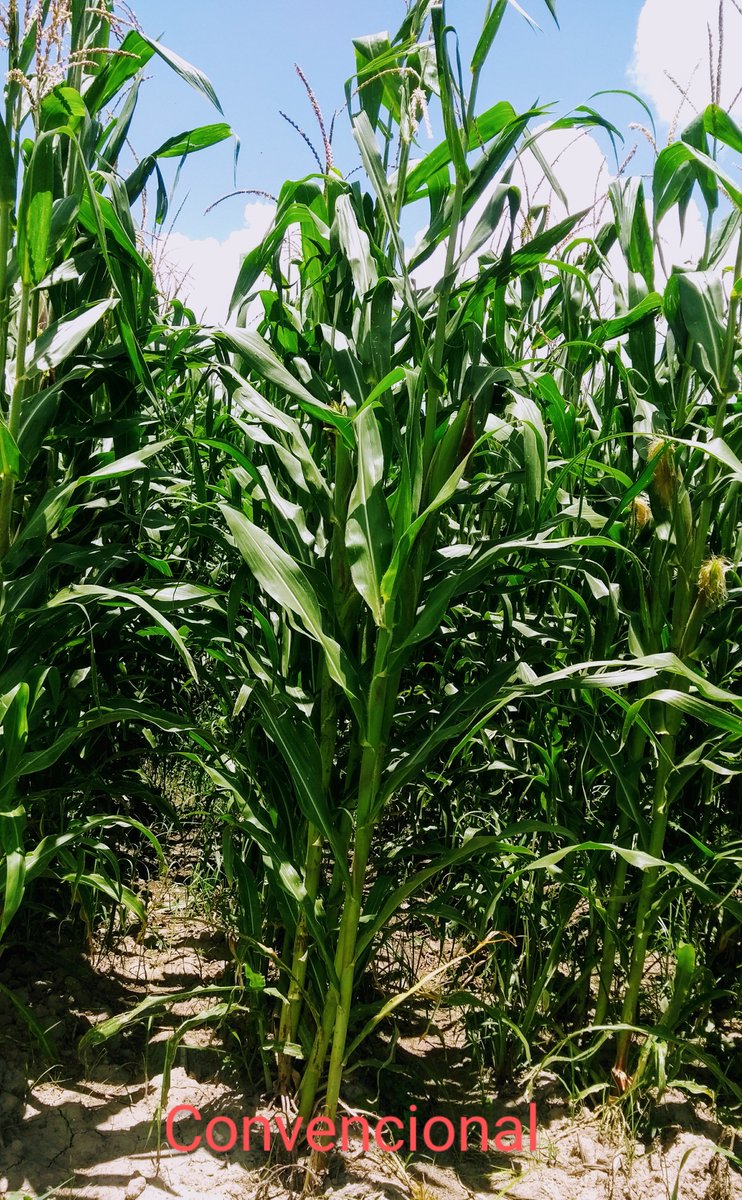 SpiigaSc's tweet photo. Desarrollo del cultivo de maíz en diferentes labranzas y rotación, 4 de los 5 tramientos evaluados en la plataforma Epitacio Huerta Michoacán. #LaAgriculturaSigue https://t.co/QOZ74tPb9X