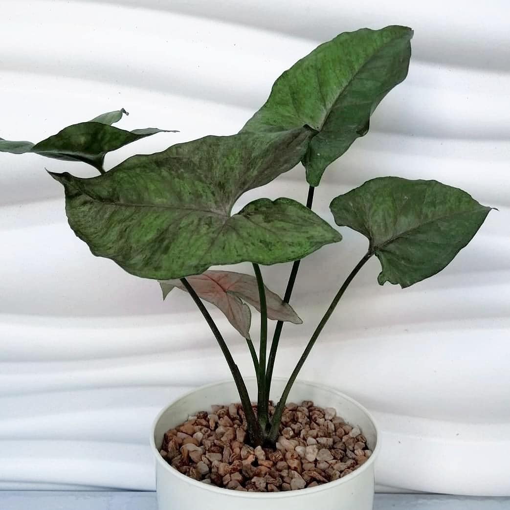 Chainess (@meowsamaaa) | Twitter