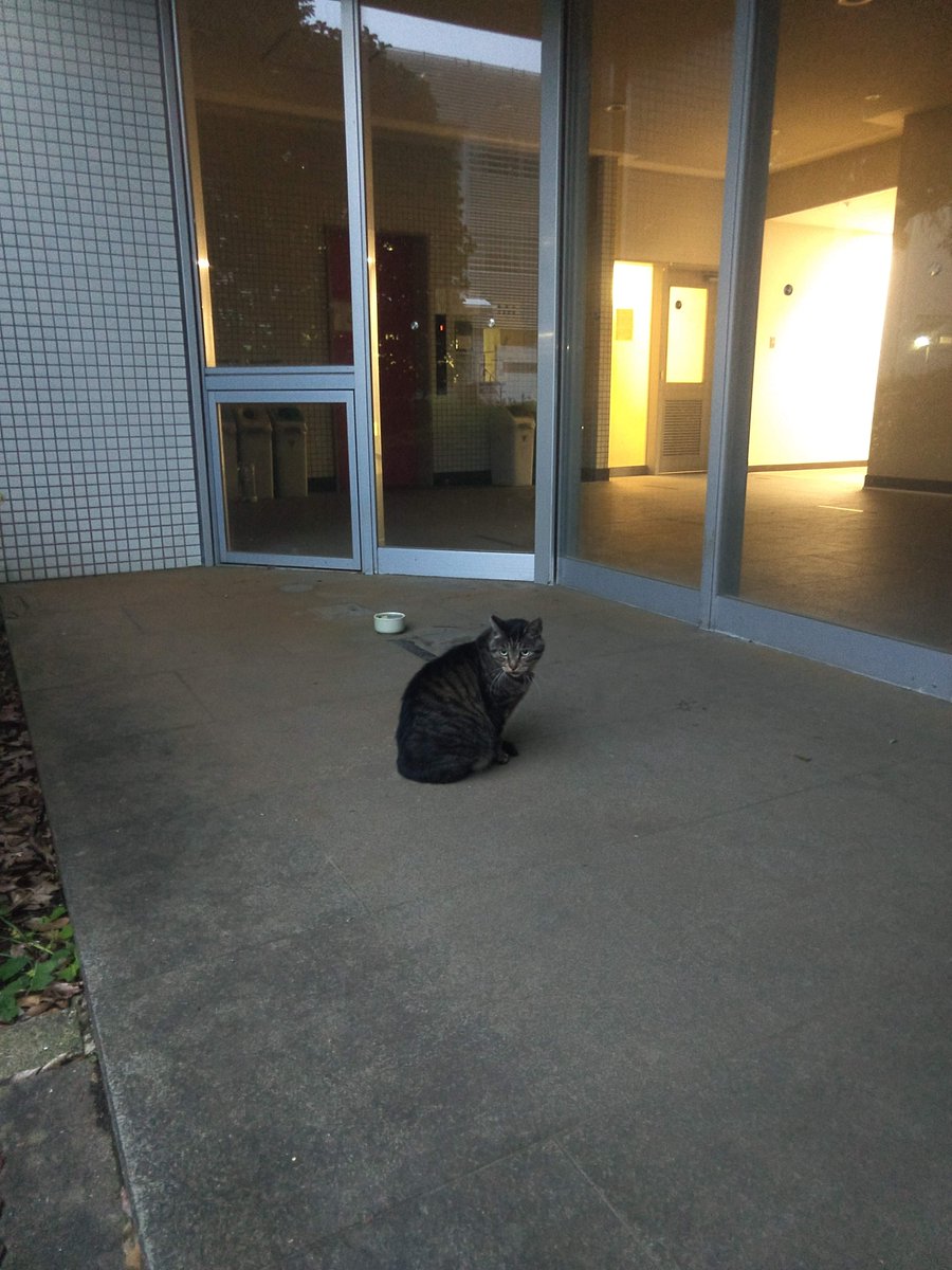 be_ynu's tweet photo. アライグマ出没！「猫が威嚇している相手をみたらアライグマでした（国大猫の面倒見ている職員談）」。学生が来なくなって狸、熊など動物が常盤台占拠を開始したようです。コロナが長引けば本学はやがて横浜国立自然公園になると思われます（写真は本学を守るために立ち向かった猫。ありがとう）。鶴見 https://t.co/GbpO1LCjvH