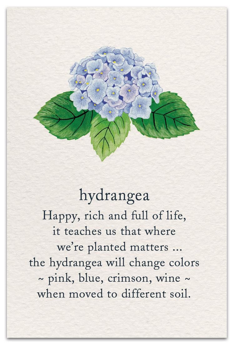 chan - hydrangeai find his ability to shine in every field and happily adjust to all circumstances & music styles truly admirable <3